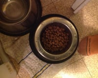 Etoile de raviole au foie gras et morilles sur velouté de petits pois frais