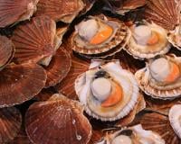 Manger des coquilles Saint-Jacques gratuitement : le meilleur bon plan de Paris !