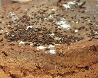 Ce n'est ni un moelleux ni un fondant c'est un super savoureux au chocolat !