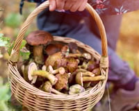 Ce mycologue révèle les meilleures zones pour trouver des champignons en ce moment !