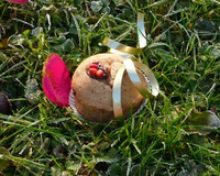 Muffins à la crème de marron