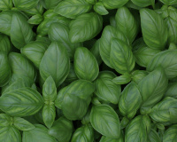 Basilic anti-gaspi : 5 astuces pour le conserver plus longtemps et éviter de le gâcher !