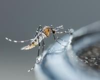 Avec seulement deux ingrédients banals, ce piège à moustique va sauver votre été !