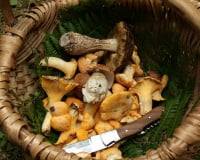 "C’est à proscrire et vouer à l’échec à 200%” : un mycologue partage ses conseils pour vérifier sa cueillette de champignons correctement