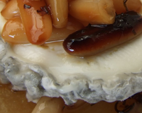 Recette lendemain de fête, simple, légère, goûteuse...une recette pour accomoder les restes de fromages, de fruits: