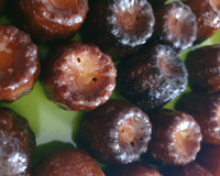 Cannelés bordelais rapides