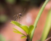 Ces plantes à avoir absolument dans votre cuisine pour repousser les moustiques cet été