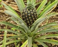 L'ananas et 8 fruits et légumes qui poussent on ne sait pas comment