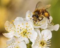 Pourquoi vous allez adorer le pollen alimentaire