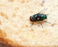 On a l’astuce infaillible pour éloigner les mouches lors de vos repas en terrasse, testée et validée par la rédac !