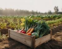 Vols de légumes et de fruits dans les exploitations : le phénomène grandit, les agriculteurs sont inquiets !