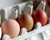 Pourquoi les oeufs ne sont pas tous de la même couleur dans la boîte ?