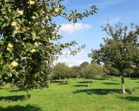 Comment ce globetrotteur veut révolutionner le marché du cidre fermier ?