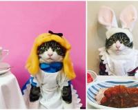 Ce chat gastronome est le nouveau chouchou d’Instagram