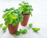 Basilic en pot du supermarché : comment le garder tout l’été ?