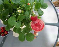 Daiquiri aux fraises