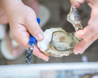 Comment ouvrir les huîtres ?