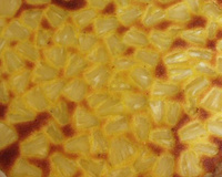 Tarte ananas et noix de coco