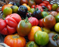 Que Choisir révèle quel pays produit les tomates les plus chargées en pesticides