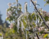 Neige en France : Pourquoi risque-t-on de perdre 100% des récoltes de fruits cette année ?