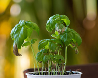 Cet accessoire ancestral et méconnu qui va sauver vos plantes aromatiques cet été !