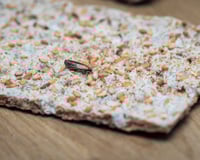 La solution anti-gaspi miracle pour - enfin - dire adieu aux mites alimentaires