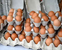 Pénurie des œufs aux États-Unis : les prix peuvent-ils flamber en France ?