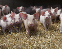 Filière du porc : Une crise historique et des éleveurs en détresse