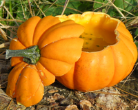 Soupe de courge pâtisson