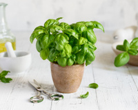 Basilic : pourquoi il faut absolument le cueillir maintenant et comment le garder tout l’hiver