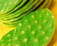 Cocktail exotique au cactus