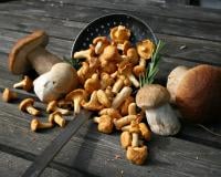 La fraîcheur des champignons dépend de la façon dont vous les conservez, mais aussi de la façon dont vous les manipulez