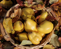 Coings trop durs ? L’astuce simple pour les peler et les couper sans se blesser