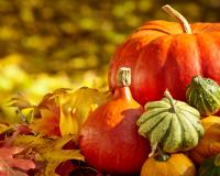 À l’approche d’Halloween, comment différencier les citrouilles comestibles des citrouilles toxiques ?