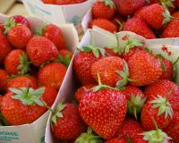 Mara des Bois, Gariguette, Charlotte : il y a vraiment une différence entre ces variétés de fraises ?