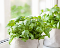 Faites pousser votre basilic plus vite avec ces 2 ingrédients que vous avez déjà dans la cuisine