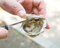 Vous allez ouvrir des huîtres pour le Nouvel an ? Le chef Eric Fréchon vous montre comment le faire facilement