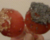 Tomates cerise d'amour