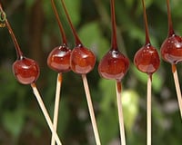 Noisettes caramélisées