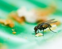 Un aliment a été touché par une mouche ? Voici pourquoi il vaut mieux éviter de le consommer
