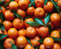 Clémentines:  attention à ce détail trompeur qui ne veut rien dire sur leur goût !