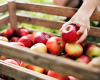 “Elle peut se dessécher” : l’astuce de cette primeur MOF pour garder les pommes parfaites tout l’hiver
