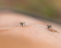 3 astuces naturelles pour éloigner les moustiques !