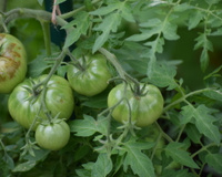 Cet expert explique pourquoi il vaut mieux récolter les tomates quand elles sont encore vertes
