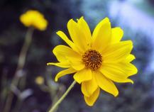 Arnica