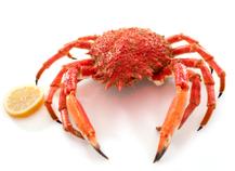 Araignée de mer
