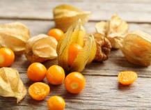 Physalis