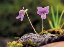 Violette