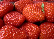 Fraises du Périgord