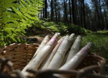 Asperge des sables des Landes